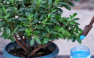 杜鹃花的落叶的原因，可能是浇水过多或出现肥害所致