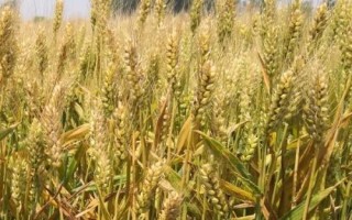 河农9303小麦种子介绍，春季防治阔叶型杂草