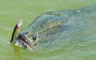 钓黑鱼用假饵好还是真饵好,新手建议尽量用真饵