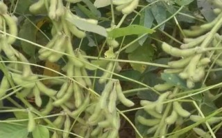 吉育112大豆种子特点,注意防治大豆蚜虫