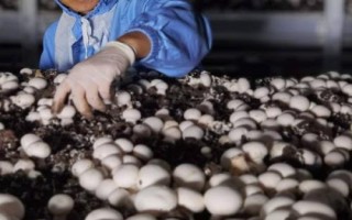 双孢菇栽培注意事项,是发展农业经济的重要项目之一