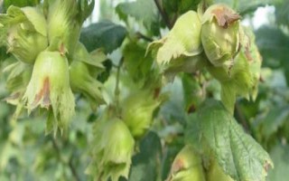 榛子的种植前景,市场需求大、种植后收益较可观