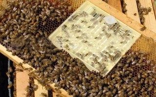 免移虫育王盒的如何使用，先放到蜜糖水中浸泡2-4小时