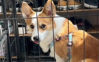 狗狗有皮肤病能不能洗澡，情况不严重时才能清洗