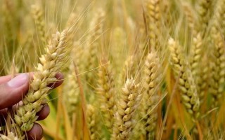 临旱16号小麦品种的特性，适宜播期9月下旬至10月上旬