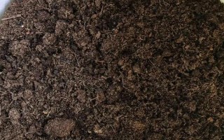 幸运草的盆栽养护方法，放在向阳处让它全天晒光