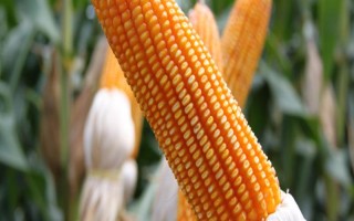 C148玉米种子特征特性，出苗至成熟124天