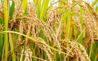 英两优华占水稻种子介绍,4月中下旬播种