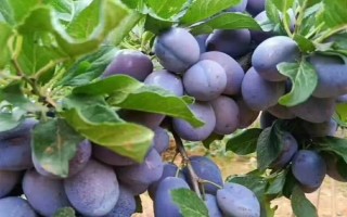 西梅的产地，原产于法国西南部