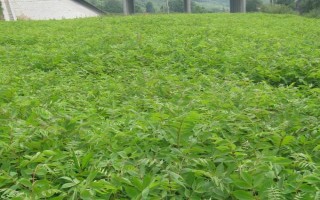 关黄柏的种植时间，一般为2-4月份