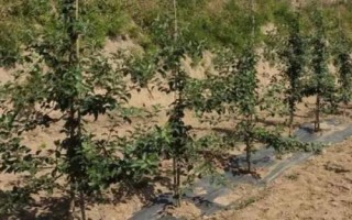 矮化苹果苗的栽培管理方法，最重要的就是枝叶的修剪和整形
