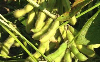 北豆16大豆种子特征特性，出苗至成熟生育日数97天左右