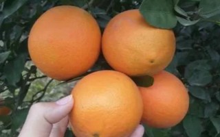 公母脐橙的区分方法，公脐橙的肚脐较小、母脐橙的肚脐较大且凹陷