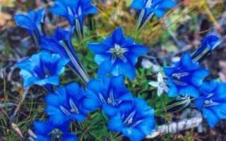 滇龙胆草种子的价格，有些地区每斤可达150元