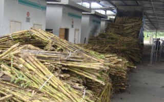 牛角蜂是害虫还是益虫，牛角蜂是不折不扣的益虫