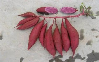 紫薯和红薯的区别，前者味甜较贵、后者甜味淡较便宜