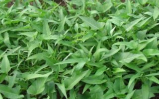 怎么防治空心菜腐败病，播种前可用杀菌剂浸种