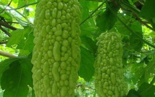 种植苦瓜的时间和方法，北方地区3-4月份可在棚内育苗、长江流域在3月份播种