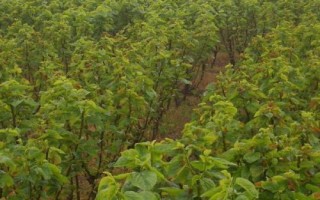 如何挑选桑树种子，应选购通过审定、包装规范、个体饱满的种子