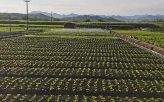 蔬菜轮换种有什么优点，可有效利用土壤养分并控制病害相互传染