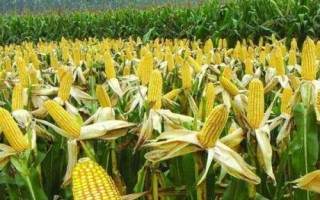中糯336玉米种子简介,高抗瘤黑粉病