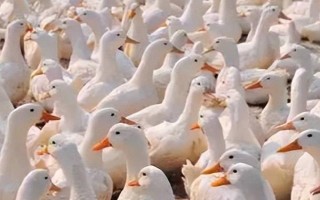 给肉鸭配制饲料的原则，不能一次性配制过多