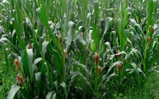 现代465玉米种子特征特性,密度4500株/亩左右