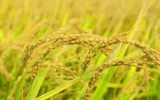 野香优甜丝水稻品种简介,该品种基部叶鞘绿色