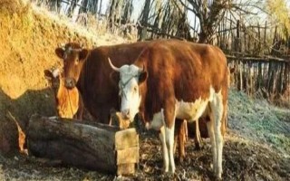 牛不吃草不倒嚼如何解决，根据引发原因使用对应药物