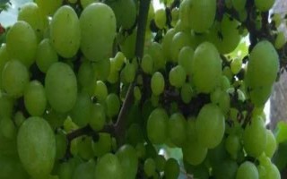 葡萄粒小的原因，品种原因或氮肥施用过量均会导致