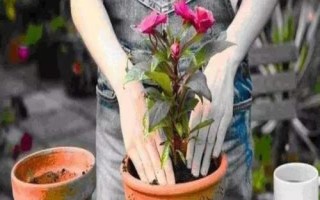 花卉换盆技巧，一般每年或隔年进行一次换盆