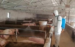 发现非洲猪瘟怎么办，第一时间向当地的有关部门报告