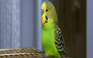 怎么养虎皮鹦鹉，冬天要做好御寒保暖