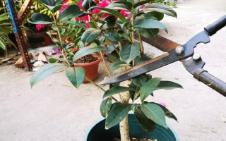 怎么修剪桂花树才能让它矮化，在幼树时期打顶可以控制株高