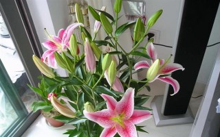 百合花能否在室外过冬,气温超过0℃才能养在室外