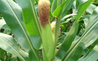 乐甜2号玉米种子特点，⑶注意防治中后期玉米螟