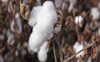 K7棉花种简介,生育期137天