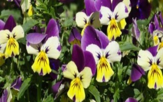 怎么给三色堇施肥，要薄肥多施