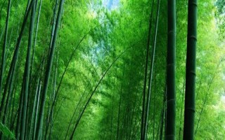 竹子开花会不会死亡，开花结果后就会枯死