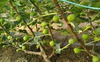 栽培无花果的要点，幼苗期要做好摘心打顶工作