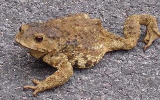 蟾蜍真的会吃蛇吗，会捕食蛇类且不罕见