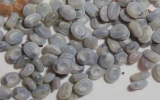 蚕卵怎么保存到第二年，可通过冷藏进行保存