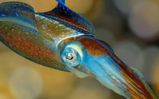 乌贼有没有壳，长有外壳和内壳