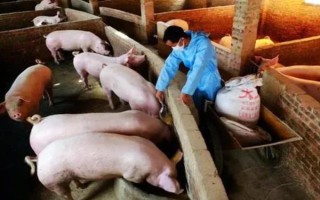 猪的应激反应如何减少，尽可能提供营养好的饲料