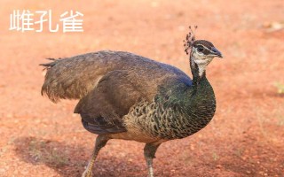 公孔雀开屏吗，只有公孔雀会开屏