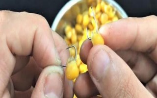 六月如何用玉米钓鱼,嫩玉米则可直接挂钩作钓