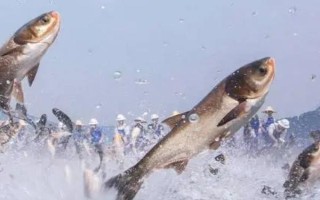 3号新关东钩可以钓多重的鲤鱼，8斤以内的鲤鱼均可垂钓