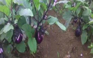 夏季哪些蔬菜可以露天种植，包括小白菜、空心菜、番茄、茄子等品种