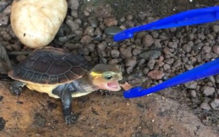 乌龟是不是每天都要喂食，幼龟每天都要喂一次