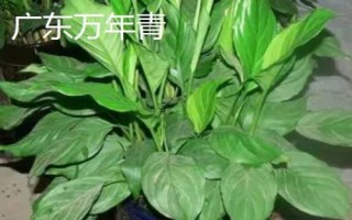 万年青的繁殖方法，可分株、扦插或者播种繁殖